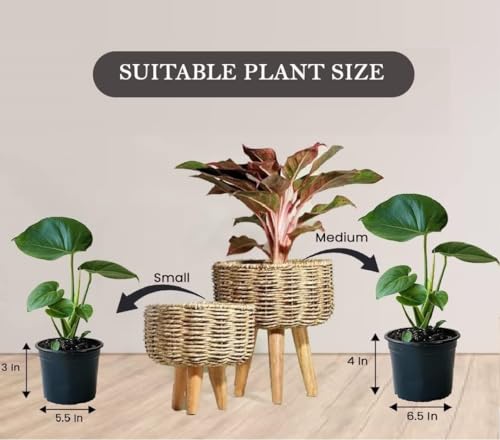 Image of Jute Handmade Twisted Natural Rope Planters for Indoor Plants | Jute Baskets | Plant Container | Gamla for Indoor Home & Decor Balcony | Garden - Natural Brown (Large)