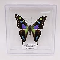 Amazon.co.jp: 絶妙な蝶の標本、昆虫の蝶の剥製、本物の昆虫の標本の