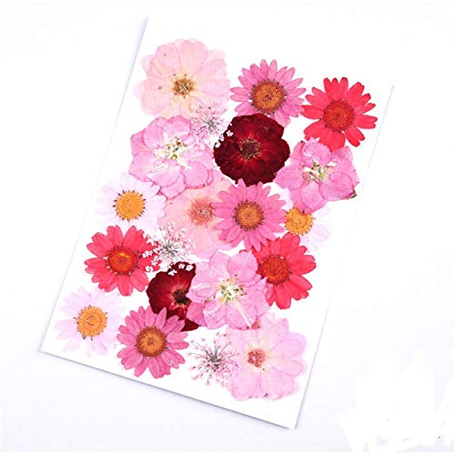 Flores Secas Preservadas 20 Piezas para Decoración DIY miniatura 1