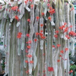 Amazon | 【種子】Hildewintera(Cleistocactus) Colademononisヒルデ