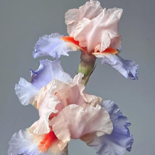 Iris Bulbs, Pollinator Friendly, Bee Attractor, Butterfly Garden, Nectar Source 2pcs