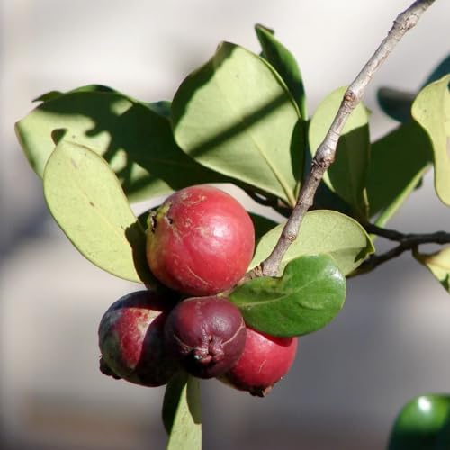 Genérico, Muda de Goiaba Araçá Vermelho 20 a 40cm AMK - Plantas Online