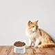 Legpador 2 Stück Futternapf Katze, Katzennapf Erhöht, Fressnapf Katze, Katzennäpfe, Katzenschüssel, Katzenfutternapf, Katzen Essen Schale, Futternapf für Katzen für Katzenfutter und Wasser(Weiß)