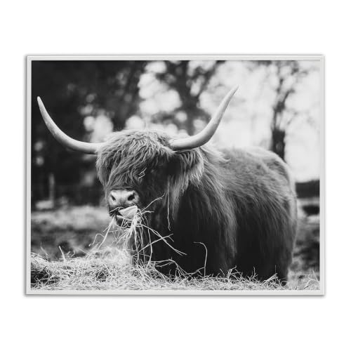 'Highland Cattle Tongue Lick Grass'| Framed Giclee Art