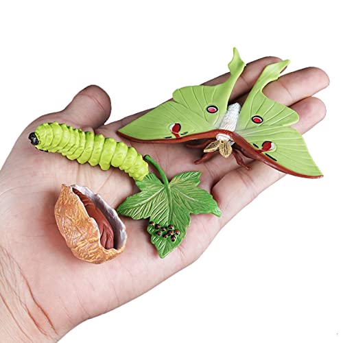 8PCS Life Cycle Figurines of Monarch Butterfly and Actias Ningpoana, Realistic Education Insects Life Cycle Toys, Caterpillar to Butterfly Kit Growth Life Stages Figures for Learning and Teaching Aids - Thumbnail 3