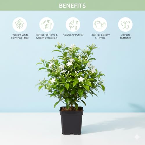 Image of Madhukamini Live Plant (Murraya Paniculata) with Pot | Orange Jasmine Highly Fragrant Evergreen Flowering Plant | Indoor & Outdoor Home Garden Decor | Air Purifying Ornamental Plant