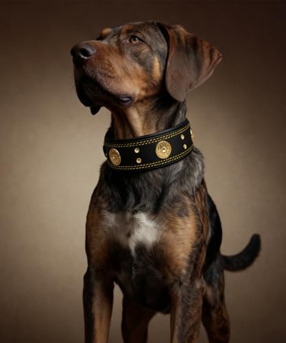 Hundehalsband Leder, 5 cm Breites Robustes Echtes Lederhalsband, Handgefertigt, Weich und Luxuriös, Auffällige Beste Wahl für Große und Mittelgroße Hunderassen, Gold-Schwarz M