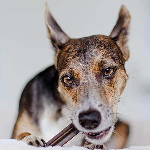 Bellfor Natürliches Dental Sticks Gegen Zahnstein Einfache Anwendung und Dosierung Ausgezeichnete Bekömmlichkeit Bekämpft schlechten Atem und Plaque Für Alle Hunderassen Geeignet (100 g, Sticks)