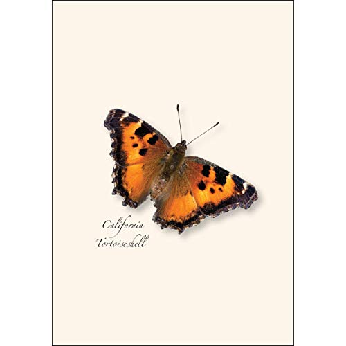 Image of Earth Sky + Water - Western Butterfly Assortment I Notecard Set - 8 Blank Cards with Envelopes (2 each of 4 styles)