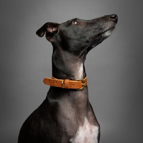 Image of NOAH & PAW Extra Small Dog and Cat Collar, Genuine Leather Dog Collar with Oil-Wax Finish, Heavy Duty Metal Buckle, Unisex Colors for Girl and Boy, Neck Size 9 inch-12 inch (Dark Blue).