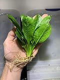 Marcus Fish Tanks Rosette Sword Echinodorus Parviflorus Amazon Sword Live Aquarium Plant Rooted Bundle for Fish Tank Buy 2 Get 1