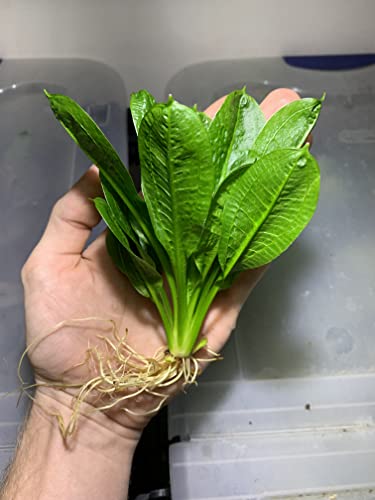 Marcus Fish Tanks Rosette Sword Echinodorus Parviflorus Amazon Sword Live Aquarium Plant Rooted Bundle For Fish Tank #TOP11