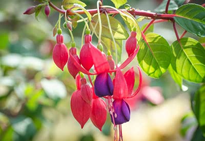 12pcs stevia Plant Seeds