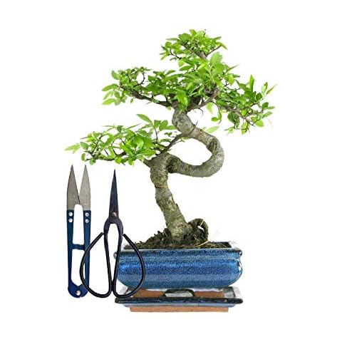 15cm Chinese Elm (Chinese Elm + Small Scissors + Leaf Scissor) Cover