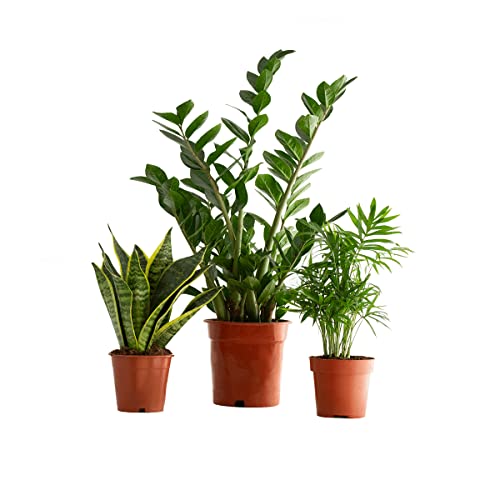 DECOALIVE Trio Plantas Inmortales: Sansevieria Trifasciata, Zamioculcas Zamiifolia y Chamaedorea Elegans