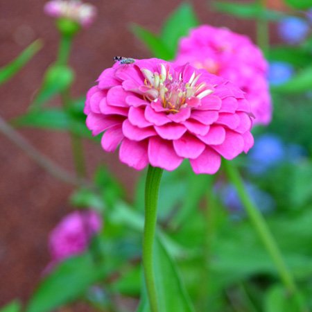 Interrupteur zinnia rose double appareil de commande electrique deco