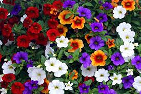Genipap 100pcs Calibrachoa Petunia semillas de flores Cover