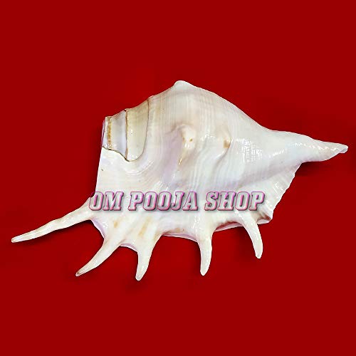 Om Pooja Shop Pooja Blowing Shankha for Aarti Bajane Wala Shanku Big Shankhu