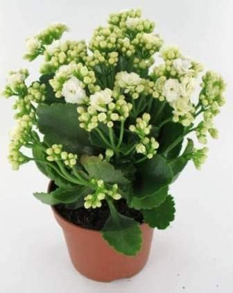 Guruji Plantation - Live Kalanchoe Plant Double White Flower Color in Beautiful Black Pot. You will Get Same Color as Shown in the Picture.