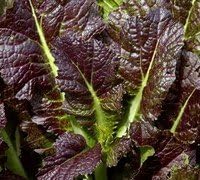Mustard Red Giant Great Heirloom Vegetable by Seed Kingdom Bulk 5 Lb Seeds