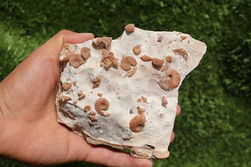 Image of Douvilleiceras & Gastropods Plate Cretaceous Fossils Fossils from Morocco Fossil Rock Ammonites Fossil A204