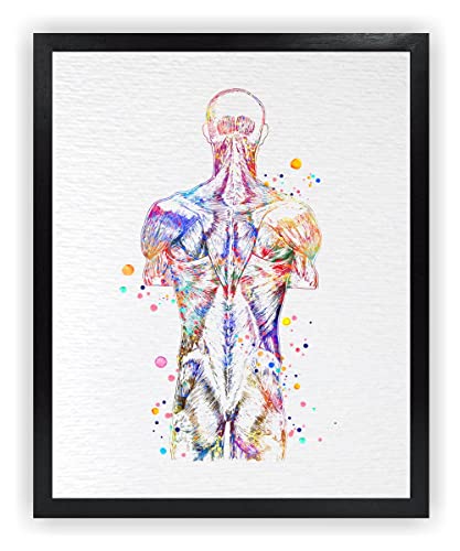 Dignovel Studios 8X10 Unframed Back Muscle Human Anatomy Art Watercolor Art Print Medical Art Science Orthopedic Surgery Skeleton Print Chiropractor Clinic Office Wall Décor Dn737 #TOP29