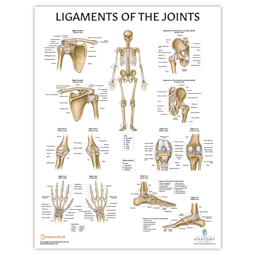 Anatomy Lab Human Ligaments of the Joints Poster, LAMINATED, Anatomy and Physiology Joints and Ligaments Poster, 17.3 x 22.5 Inches, Ligaments of the Joints Anatomy Poster