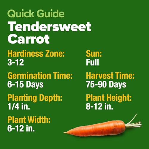 Image of HOME GROWN Tendersweet Carrots Seeds 3000+ Heirloom Non-GMO Seeds for Planting,High Germination,Sweetest Coreless Root Vegetable, Crunchy Summer Garden,Great for Canning (Daucus carota subsp. sativus)