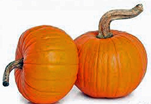 Pumpkin Seed, Small Sugar, Heirloom, Non GMO, 100 Seeds, Small Pumpkins