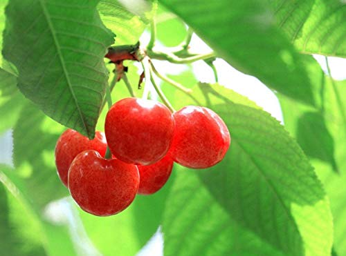 20+ Cherry Tree Seeds Fruit Sweet Edible Bonsai Plants Garden Home #TOP4