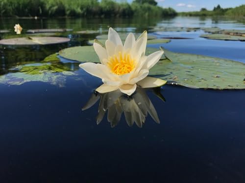 Lincsplants - Nymphaea Pygmaea Helvola-Loose Root