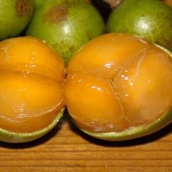 80pieces Orange Mamoncillo Fruit Seeds