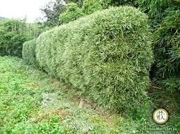 Fernleaf Bamboo – Bambusa Multiplex ‘Fernleaf’ – 4 Feet Tall Now - 1 Gallon Size- Non Invasive