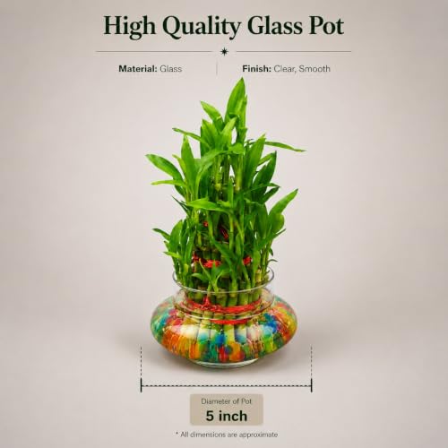 Image of Abana Homes 3 Layer Bamboo Live Plant With Glass Pot and Multicolour Jelly Beads | Natural Air Purifier Feng Shui Bonsai Plant for Indoor, Outdoor, Living Room, Office, Balcony, Home Decor and Gifting