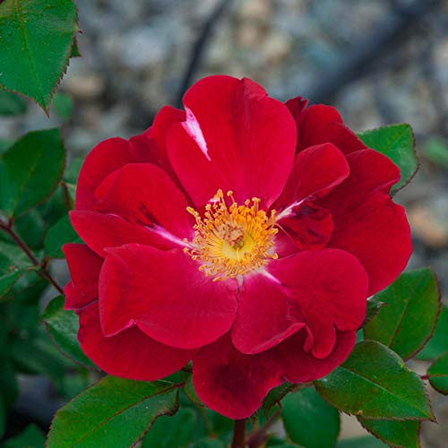 Breck's - Top Gun Dormant Bare Root Shrub Rose, Includes One Plant Per Order #TOP1