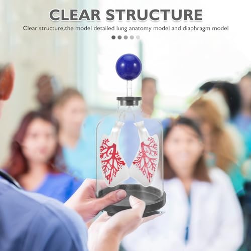 Modèle pédagogique pulmonaire FRCOLOR plastique pour démonstration sciences - 7