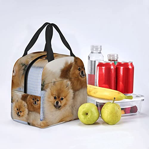 Debou Cute Pomeranian Insulated Lunch Bag Cooler Tote Reusable Leakproof Lunch Box Easy Clean For Work Office Picnic Beach Or Travel #TOP6