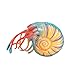 runnerequipment Figuie Giocattolo di antiche Creature dell'Oceano, Mini Giocattolo di Animali marini preistorici per Decorazioni da tavola per Feste, Figura Giocattolo di Nautilus della Vita