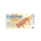 ユージン 原色観賞魚図鑑1 チョウテンガン ガチャポン チョコエッグフィギュア金魚