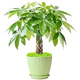 Sprout N Green Small Money Tree with 5 Lucky Braid, Live Plant with Green Stripe Pot, Decoration for Indoor Home Office Tabletop Windowsill Side Table, Gift for Housewarming Mother's Day, 8-10" Tall