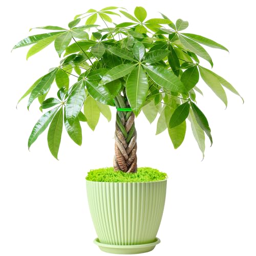 Sprout N Green Small Money Tree with Lucky Braid