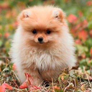 Suplemento Vitamínico Completo para Cães VitaminDog 100g AaZ – Sabor Bacon – Saúde e Imunidade em Di