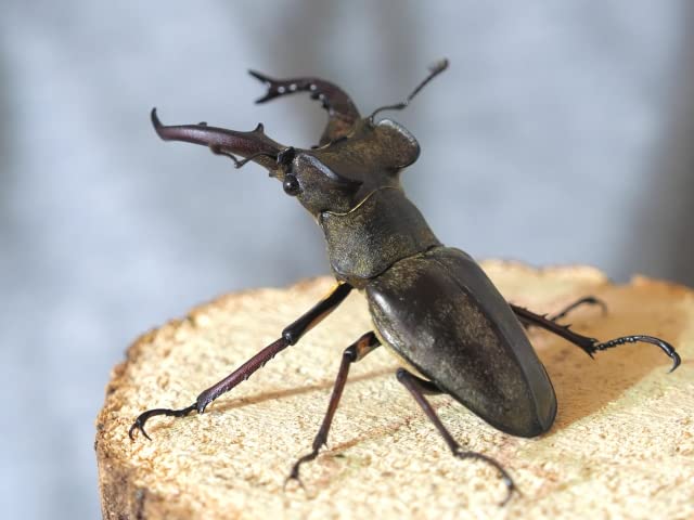 Amazon | 圧巻！65ミリ以上 野外採集 国産 ミヤマクワガタ 成虫