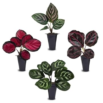 best air purifying plants safe for cats