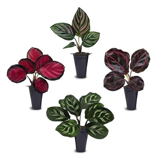 Calathea Collection (4 Pack) Live Plants – Stunning Foliage Prayer Plants Like Orbifolia, Rose Painted, White Star & Dottie – Easy Indoor Tropical Plants – Pet Friendly – Natural Air Purifiers