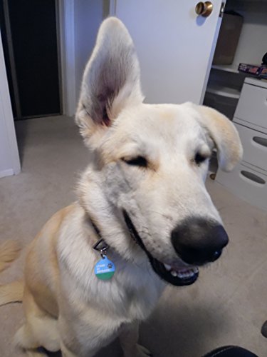 Big Jerk Custom Products Ltd Funny Dog Pet Id Tag - I'm A Little Husky - Personalize Colors And Your Pet. #TOP3
