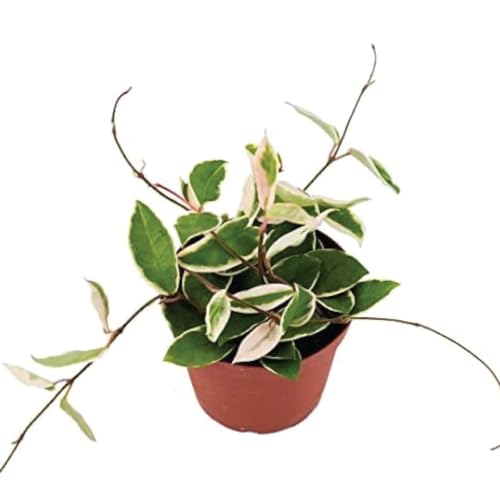 American Plant Exchange 'Krimson Queen' Hoya Carnosa Plant, Tricolor Wax Vine Succulent, Live Potted Houseplant for Home, Garden, Office, Patio Decor, 4-Inch Pot