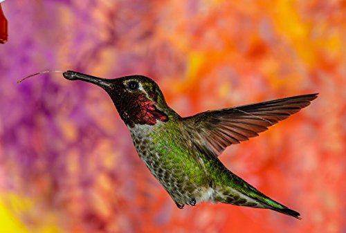 Image of Sigma 105Mm F /1.4 DG HSM Art Lens for Nikon DSLR Cameras, Black