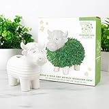 Maceta de chía Highland Cow – Bonito Adorno de Escritorio de Animales, Mini Kit de jardín de chía, cultiva tu Propia Planta pequeña, para niños y Adultos