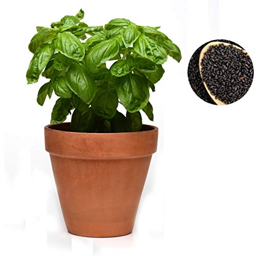 Shiningbaby 100pcs Basil Seeds Herb Plant Seeds Easy to Grow
